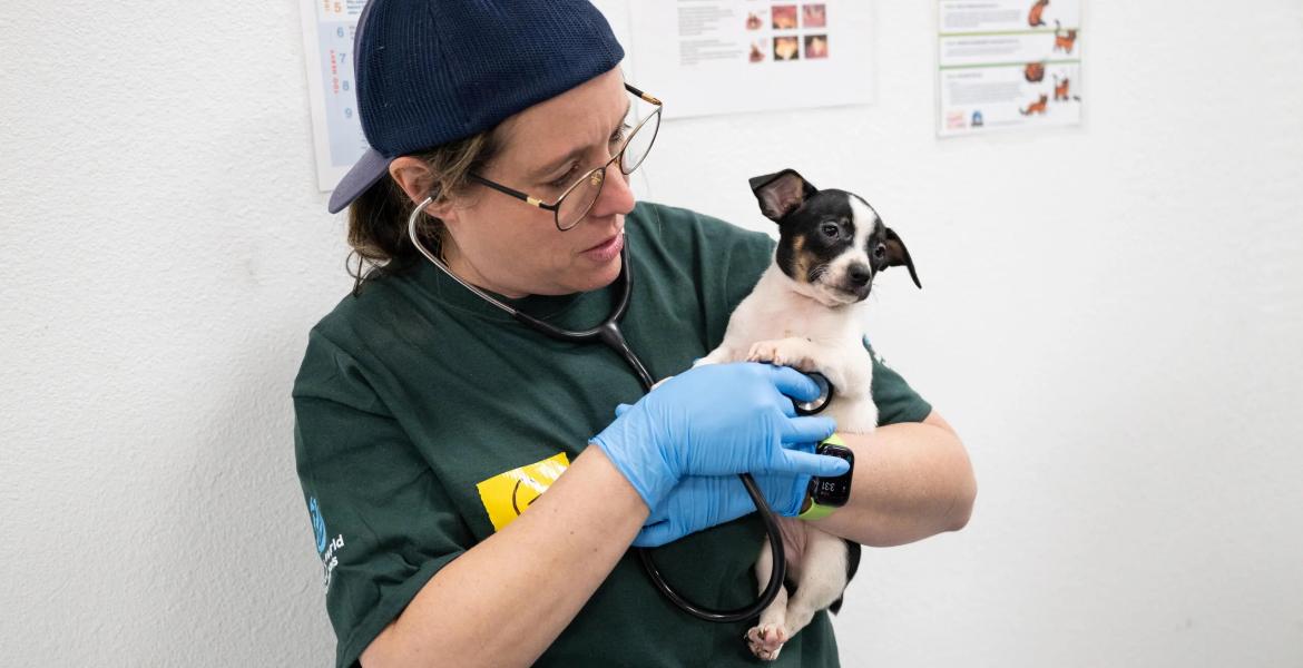 Humane World for Animals and Operation Kindness provide care and veterinary exams on Feb. 4th, 2026 for animals rescued on Feb. 3rd, during an alleged neglect case in Runnels County, TX. The rescue was conducted by Humane World for Animals in conjunction with the Runnels Co. Sheriff's Office.