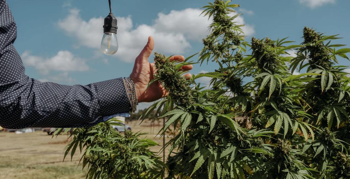 CEO of Hometown Hero, Lukas Gilkey, reaches for a hemp bud at his farm in San Antonio on October 17, 2025.