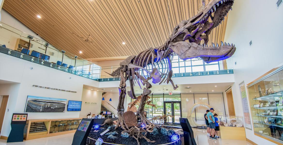 ASU Mayer Museum T-Rex