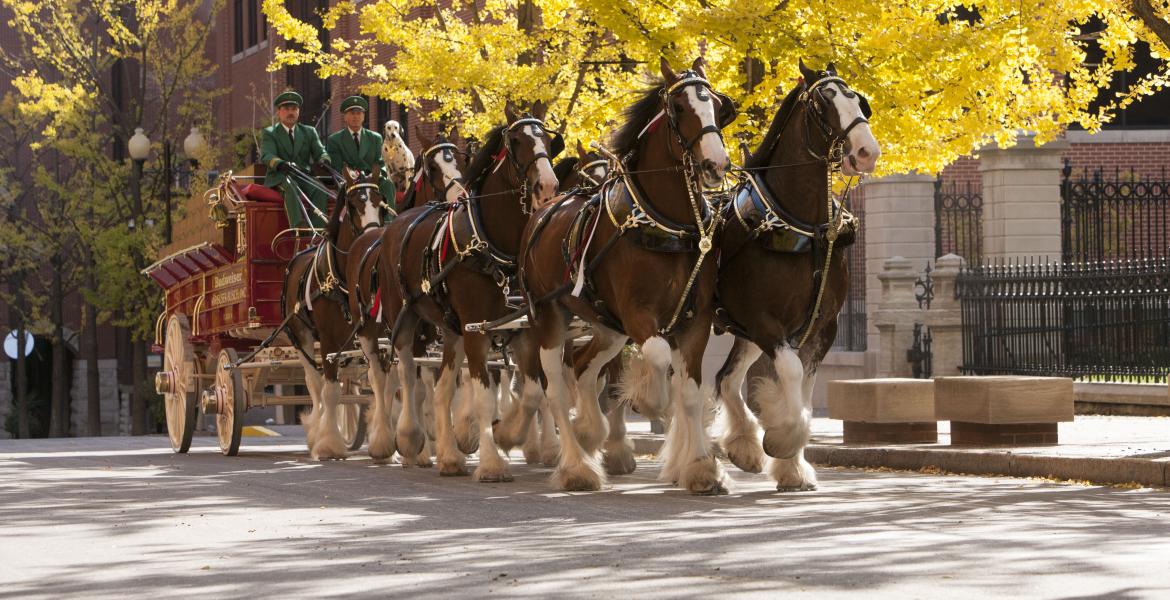Budweiser Clydesdales