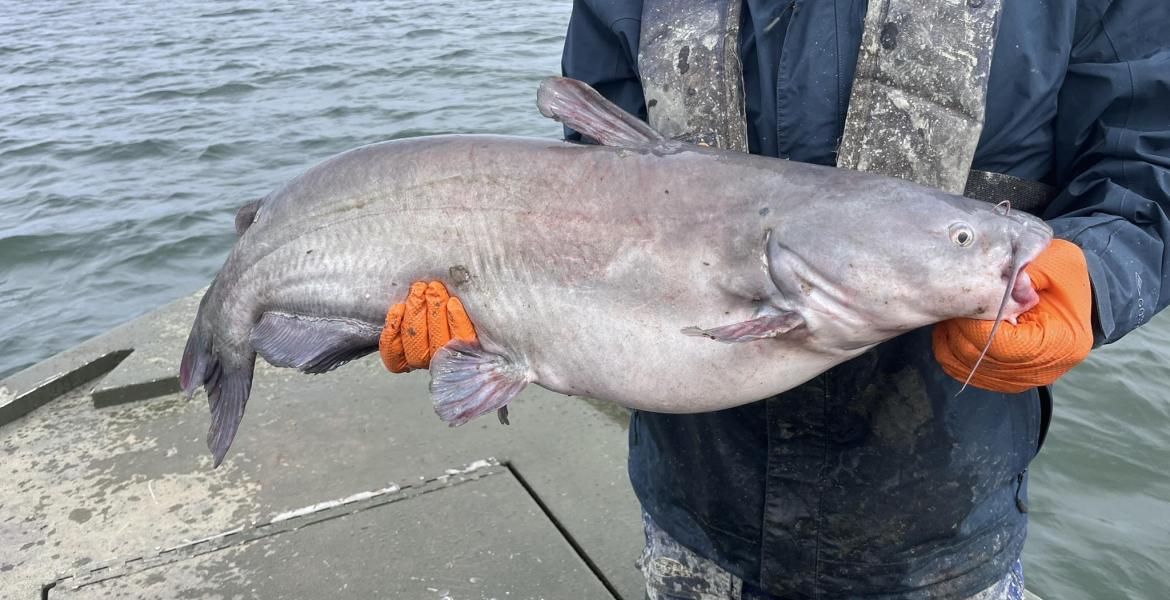 The Texas Parks and Wildlife Department surveyed the white bass and catfish populations this week at O.H. Ivie Reservoir east of San Angelo.