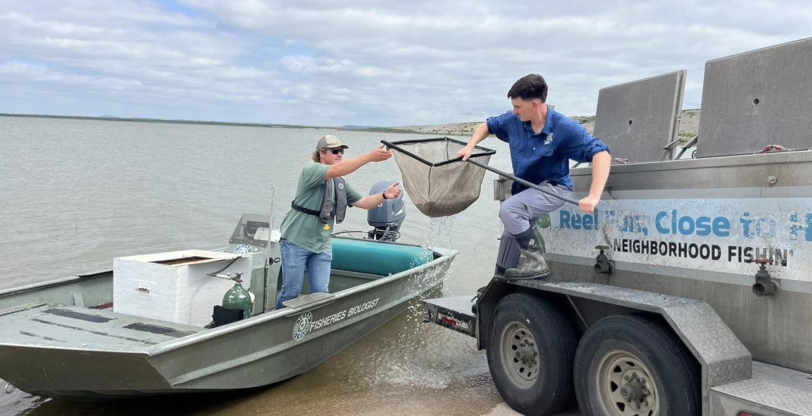 The O.H. Ivie and O.C. Fisher reservoirs were stocked Wednesday with Lone Star Bass fingerlings by the Texas Parks and Wildlife Department.