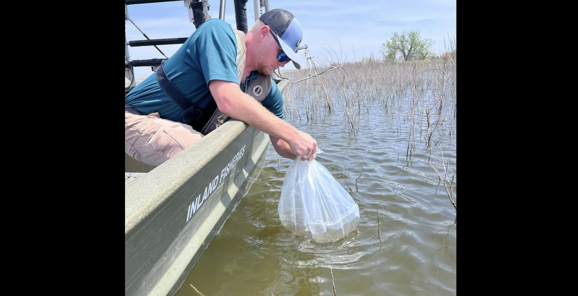 O.C. Fisher Reservoir outside San Angelo was stocked with largemouth bass hatchlings Wednesday as it continues to be revived after dropping below 1%.