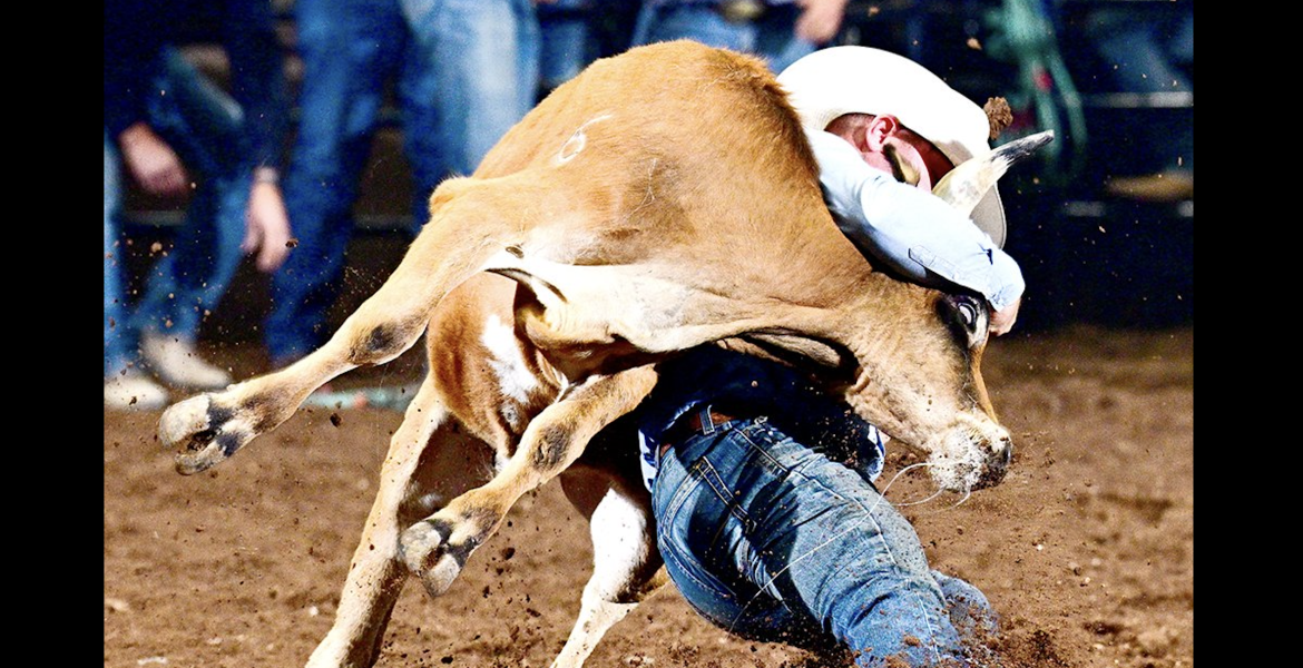 New Mexico cowboy Cimarron Thompson sits in a tie for first place in steer wrestling after his run Thursday at the San Angelo Rodeo.