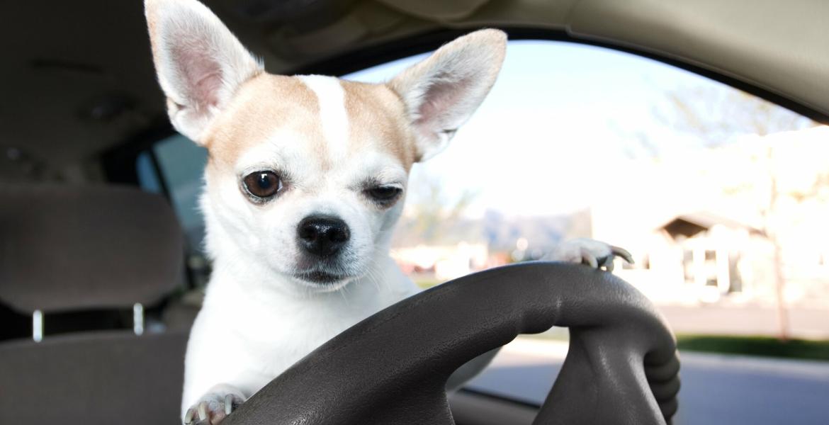 Dog in a Car