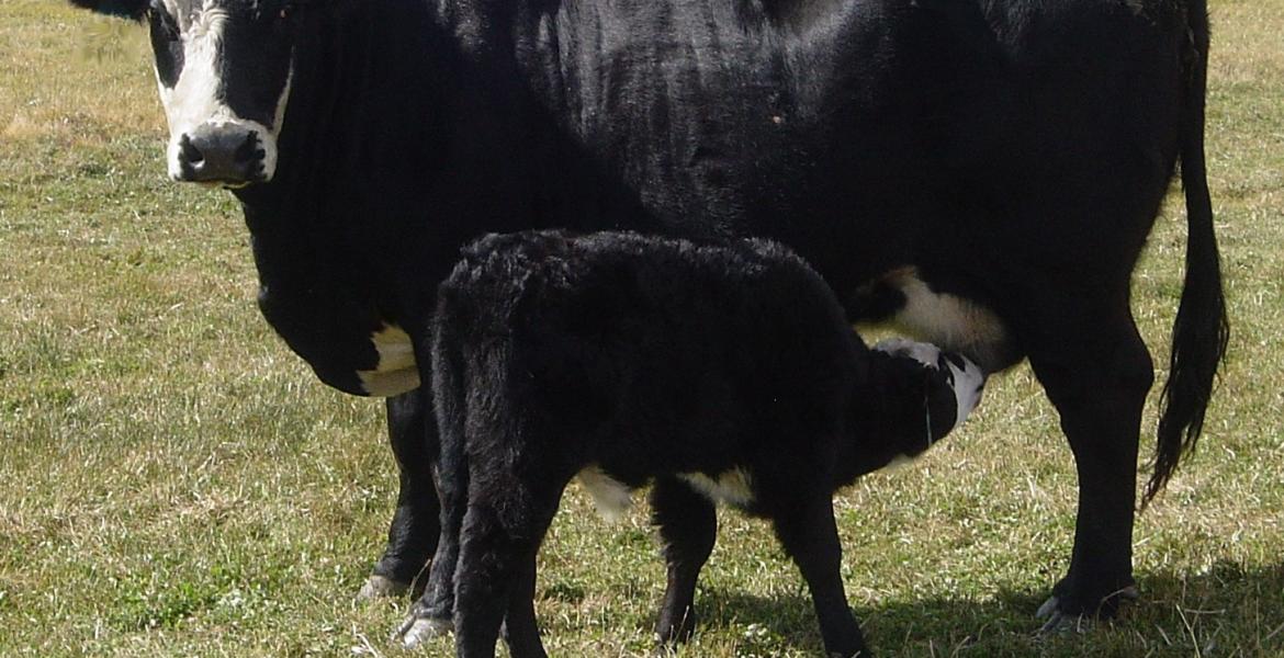 Cattle