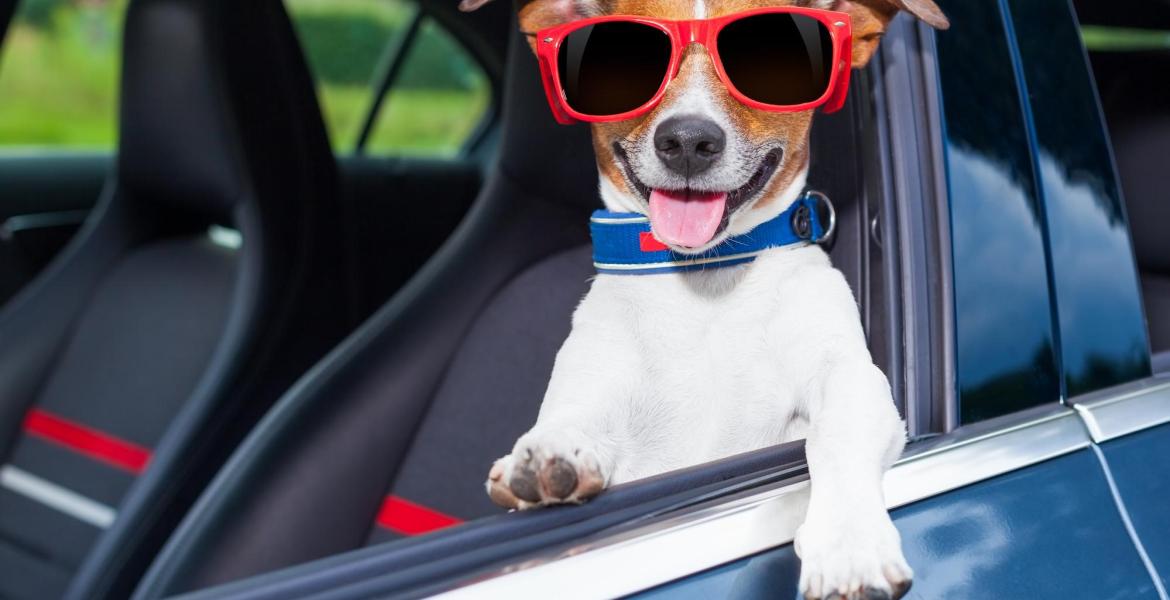 Dog Driving