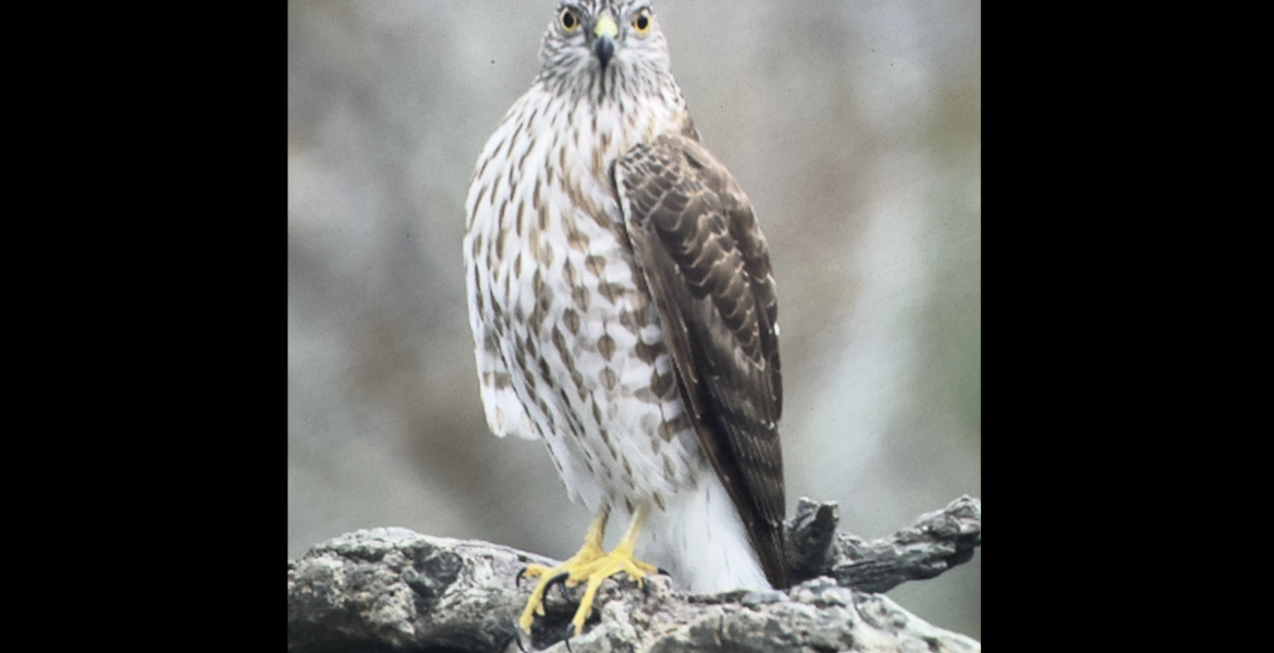 A Cooper's hawk is shown at the Barnhart Q5 Ranch in Goliad County.