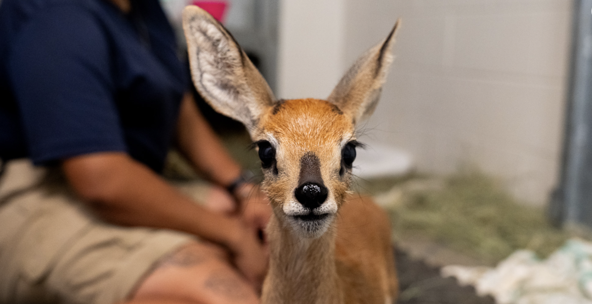Bahari, Abilene Zoo's new baby Steenbok