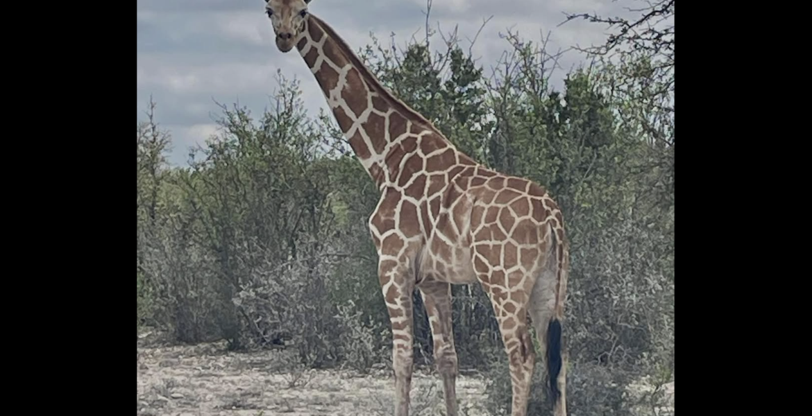 Ranch owners are offering a $5,000 reward for a giraffe that has been reported missing from their property in the Texas Hill Country.