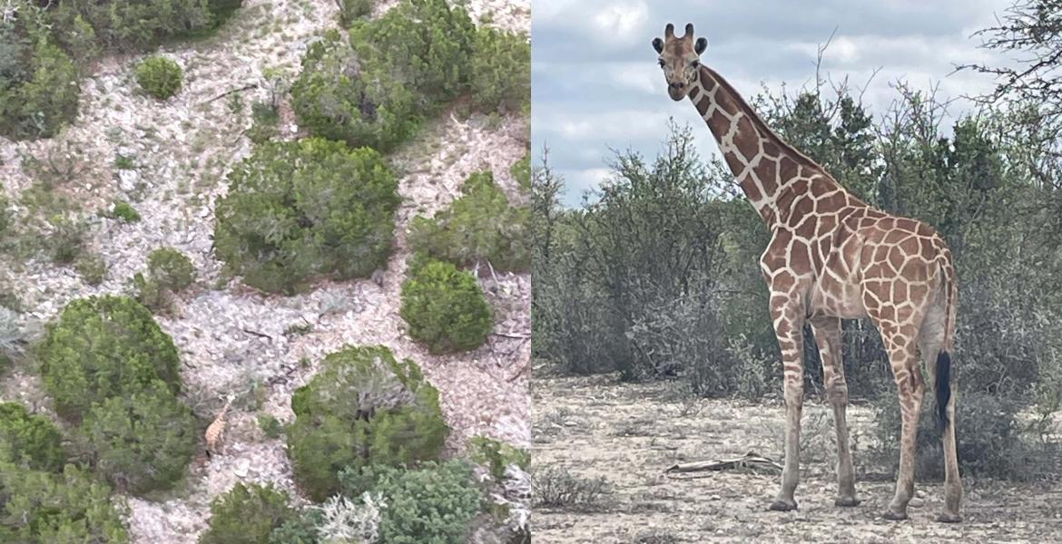 Gracie the wondering Giraffe
