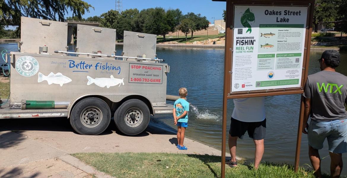 Channel catfish were stocked in the Concho River in downtown San Angelo on Friday, the last time they’ll be stocked in the river until September.