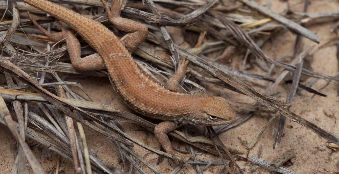 Texas Attorney General Ken Paxton sued the federal government over its decision to add the dunes sagebrush lizard, which lives in the state's biggest oil and gas region, to the endangered species list.