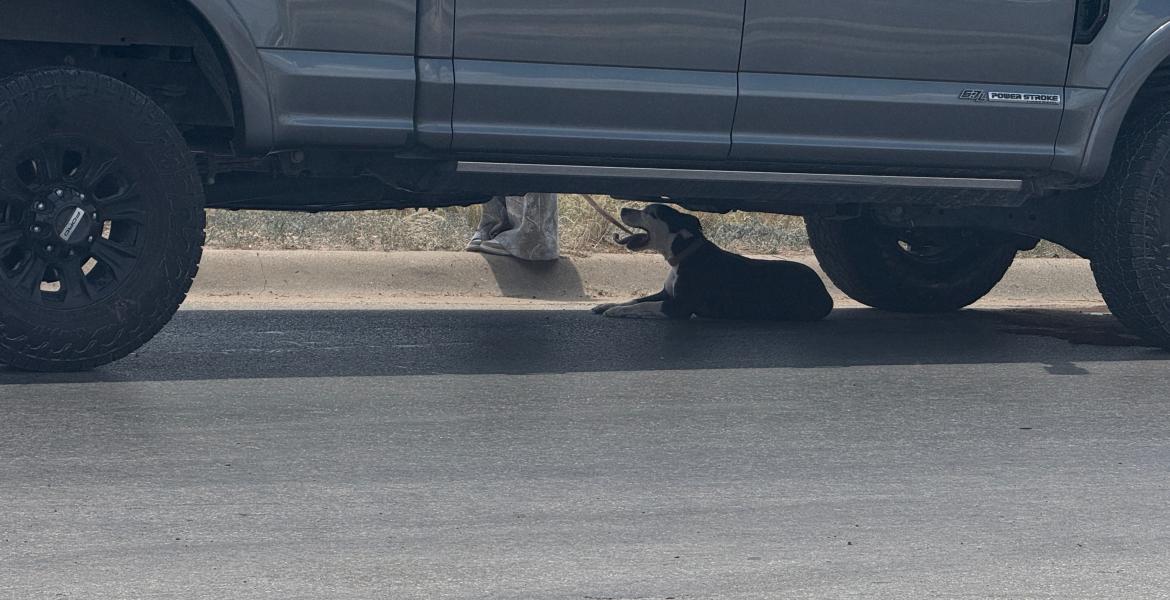 A dog escapes the heat after a car crash Wednesday, July 1, 2026.