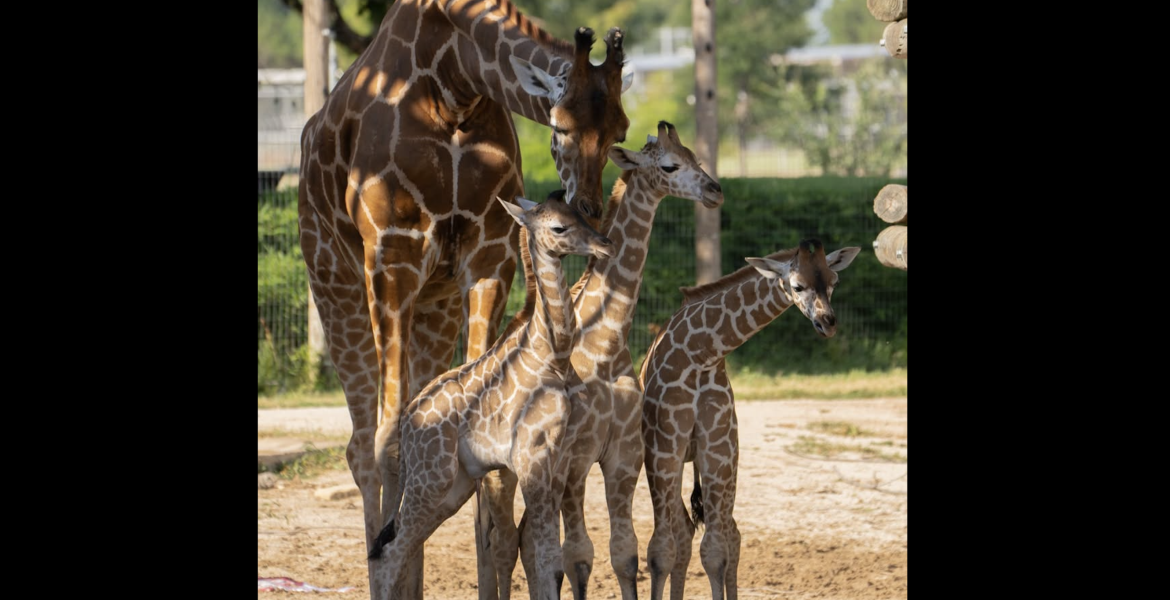 The Abilene Zoo announced the birth of its third giraffe since the beginning of May.