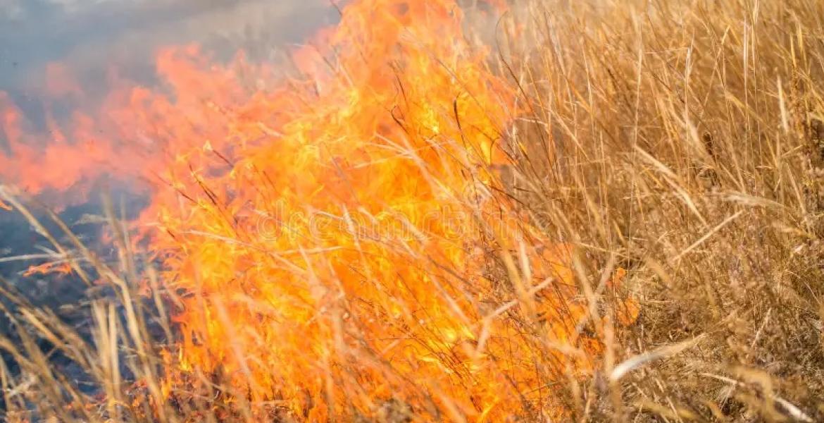 Grass Fire