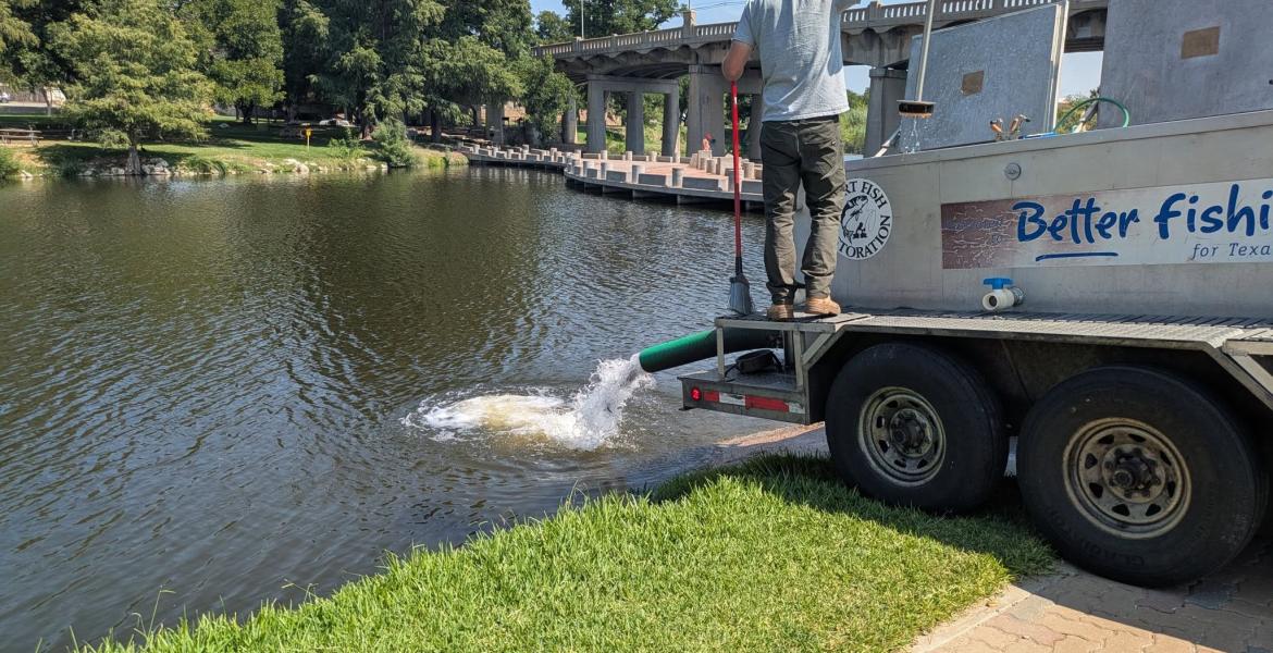 For the first time in more than a month, channel catfish were stocked in the Concho River in downtown San Angelo on Friday, Sept. 4.