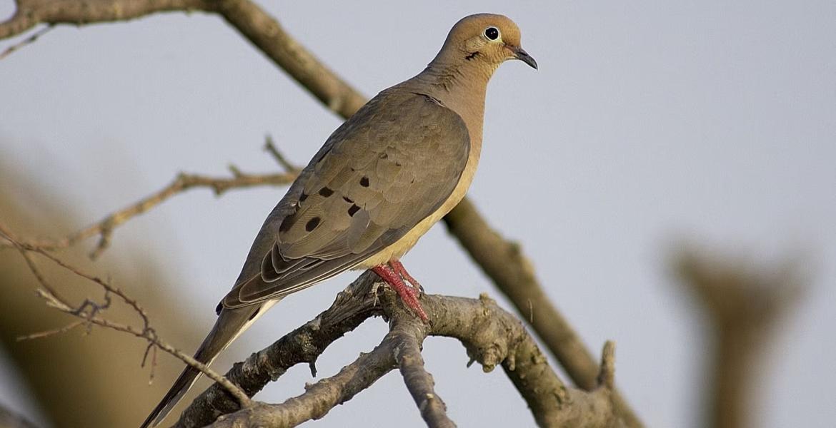 Dove Hunting