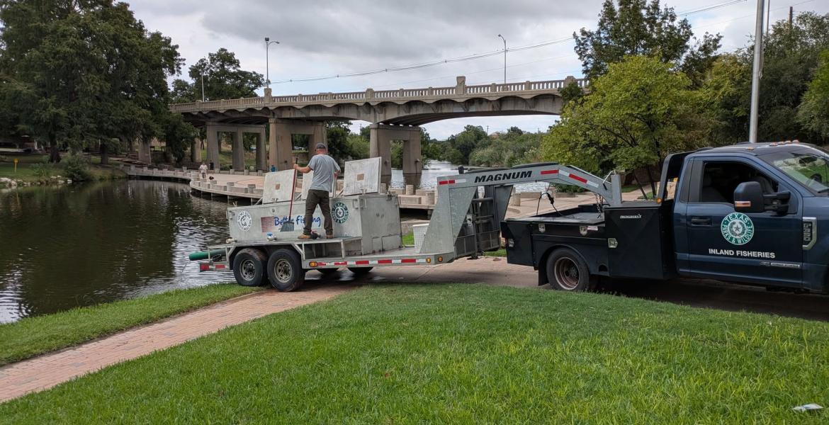 Channel catfish were stocked in the Concho River in downtown San Angelo on Friday, Oct. 2. They will only be stocked there two more times this year.