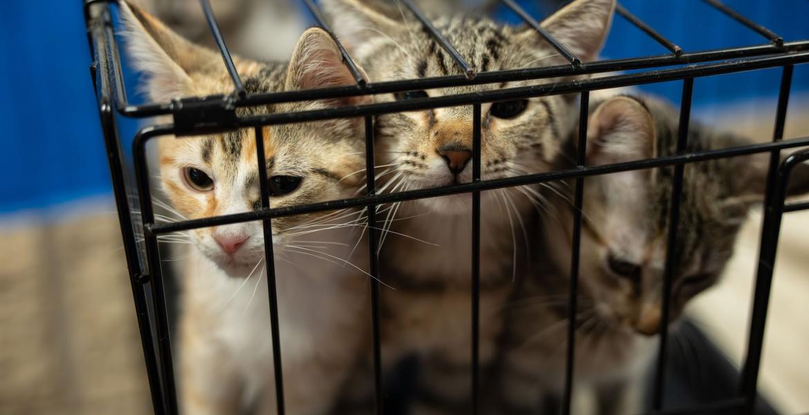 Cats