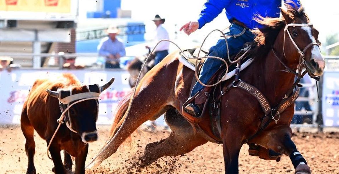 A competitor ropes a calf during the Cinch Roping Fiesta.