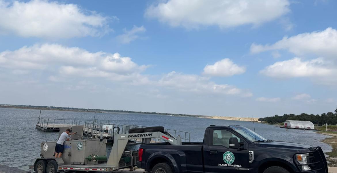 In a continued effort to rebuild its fish population, Brady Creek Reservoir was stocked with about 70,000 bluegill sunfish fingerlings Tuesday afternoon.