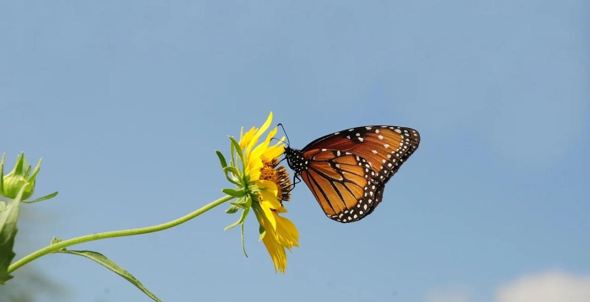 San Angelo State Park is inviting the public to experience the monarch butterfly migration Saturday with a presentation and guided hike.