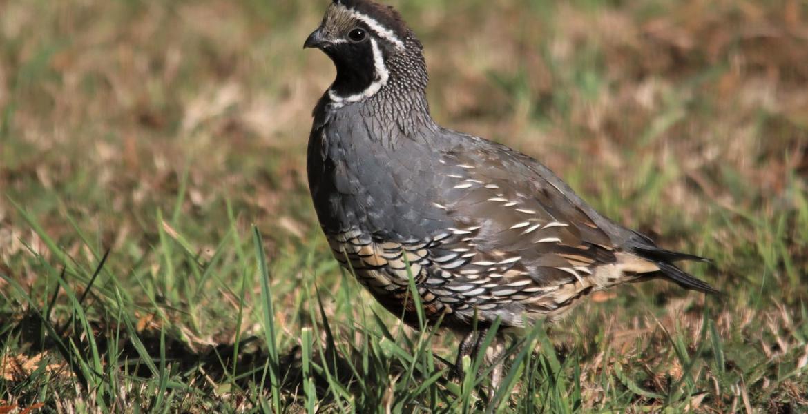 A Texas Parks and Wildlife Department roadside survey signaled good quail population numbers heading into opening day.