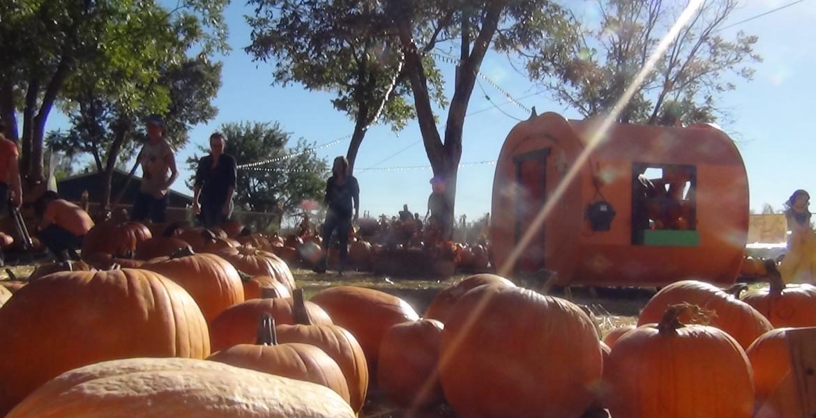 Large pumpkins line the straw covered walkways for families to shop and take pictures (LIVE! photo by Cheyenne Benson)