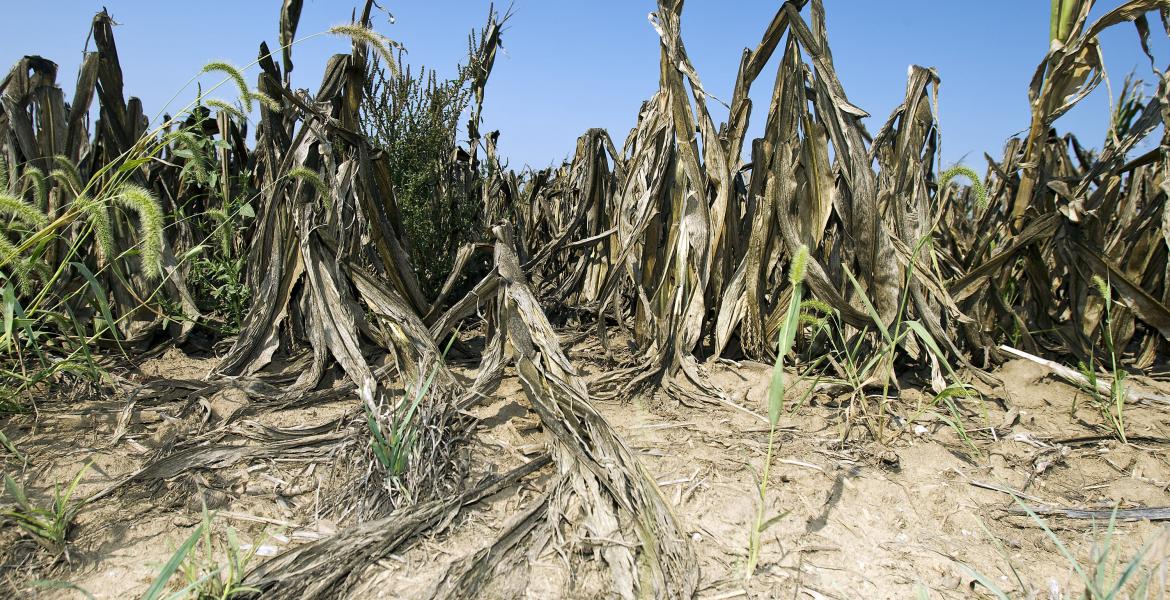 Governor Rick Perry has extended the drought disaster declaration. (Photo courtesy of thegazette.com)