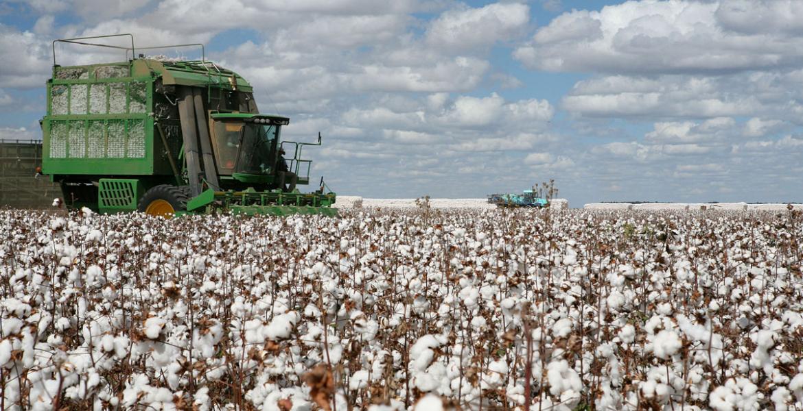 Cotton Farming (LIVE! Archive Image)
