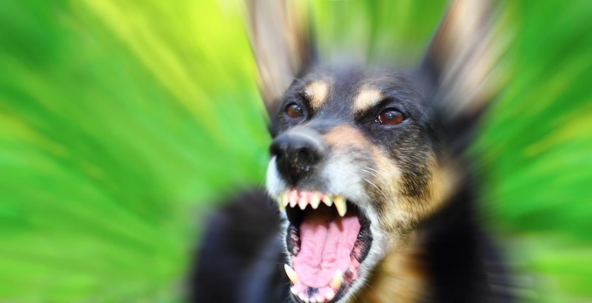 Police did not indicate what breed of dog was involved in the attack. (Contributed Photo) Police did not indicate what breed of dog was involved in the attack. (Contributed Photo)