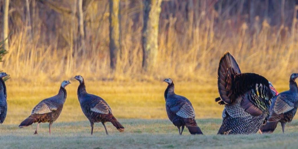 Solid Numbers Reported for Texas Spring Turkey Season - Vimarsana News