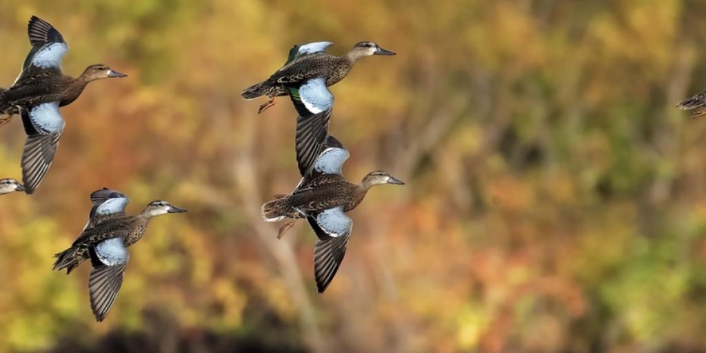 Texas Parks & Wildlife Department Accepting Applications for 'Bird City Texas' Certification - Vimarsana News