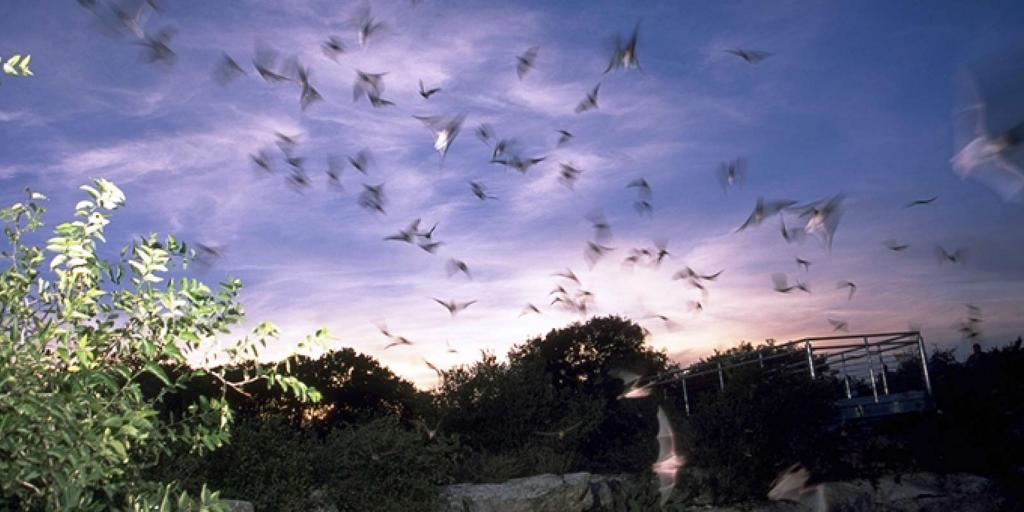 Just in Time for Halloween: Bats & The Devil's Sinkhole - Vimarsana News