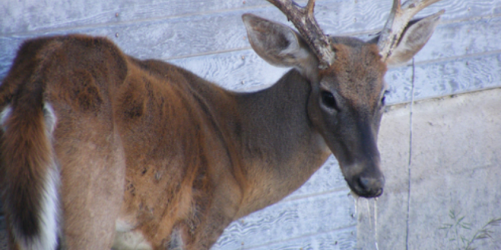 Chronic Wasting Disease Confirmed in Deer Breeding Facility Near Fredericksburg - Vimarsana News