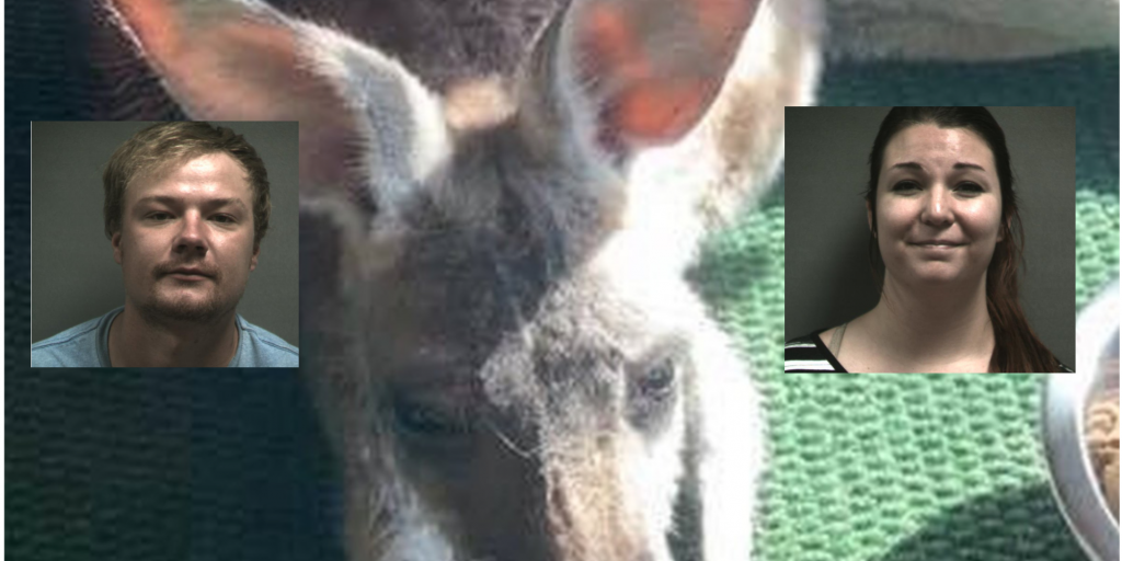 Couple Arrested After Allegedly Stealing a Kangaroo. - Vimarsana News