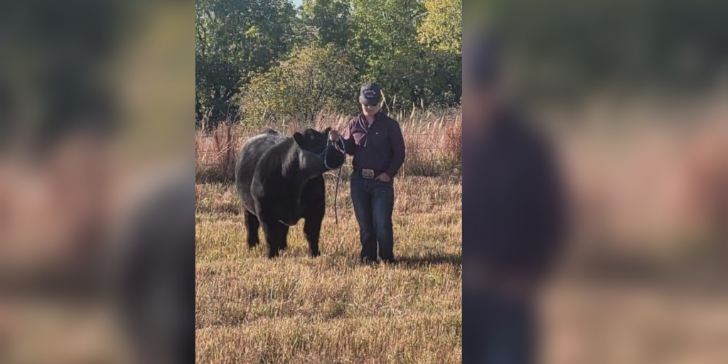 HEARTBREAK: Prize Show Steer Stolen from High School Senior - Vimarsana News