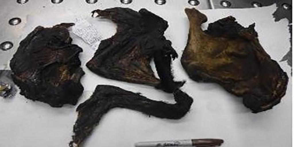 Border Agents Seize Dangerous 'Bushmeat' Including Bats & Monkeys Carrying Ebola - Vimarsana News