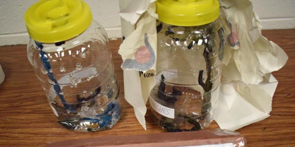 Typical Day for the Border Patrol: Blood Sucking Leeches & Illegal Taxidermy - Vimarsana News