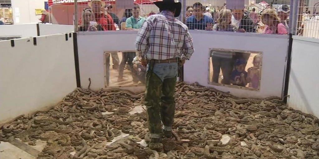 2022 Sweetwater Rattlesnake Roundup Kicks Off Thursday Night - Vimarsana News