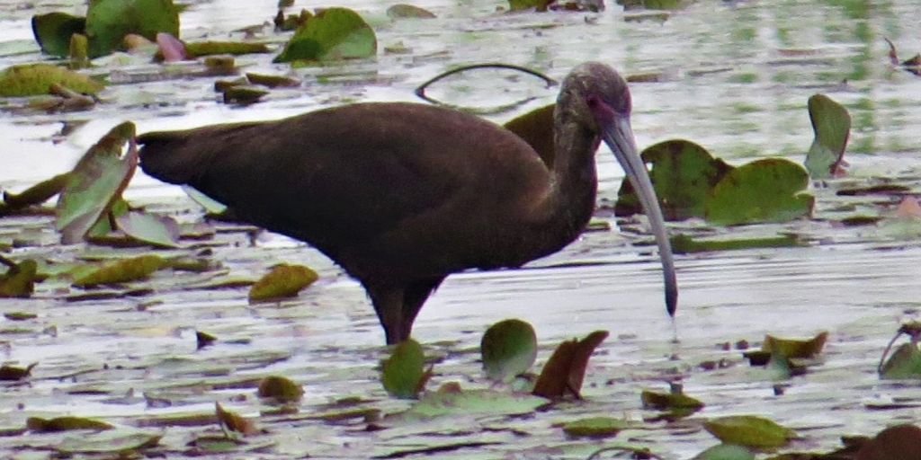 Texas Hosts the Biggest, Longest & Wildest Birdwatching Tournament in the Country - Vimarsana News