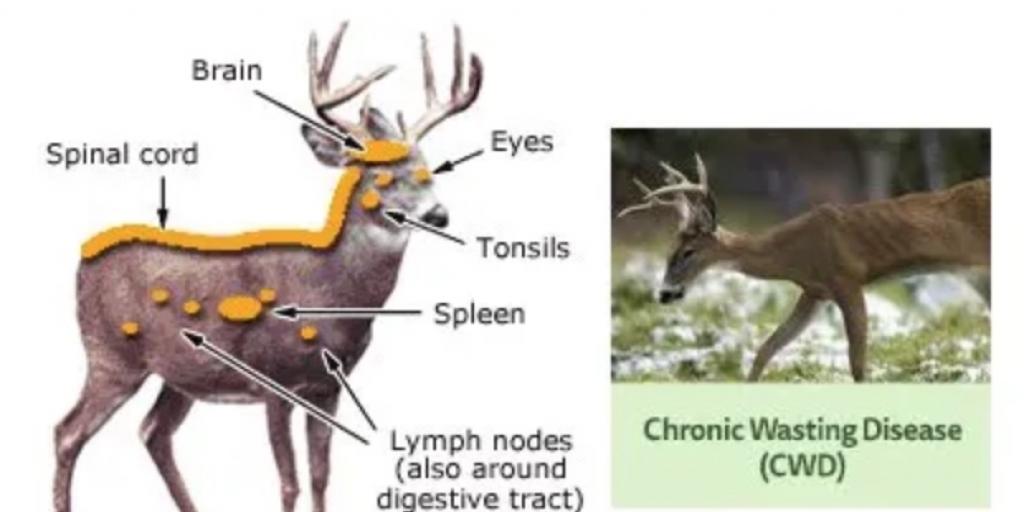 Deer Season Begins with Expansion of Chronic Wasting Disease Monitoring - Vimarsana News