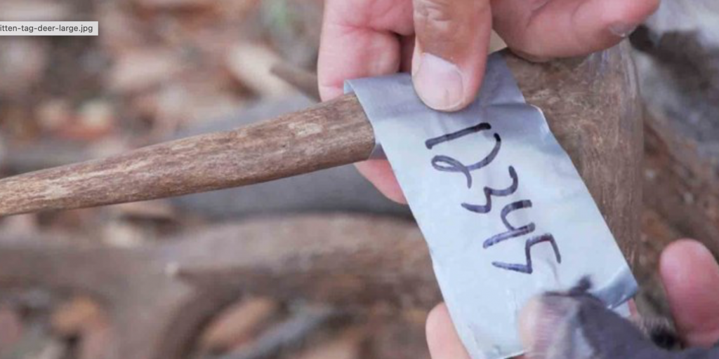 What You Need to Know: Texas Hunting License Tags Go Digital - Vimarsana News