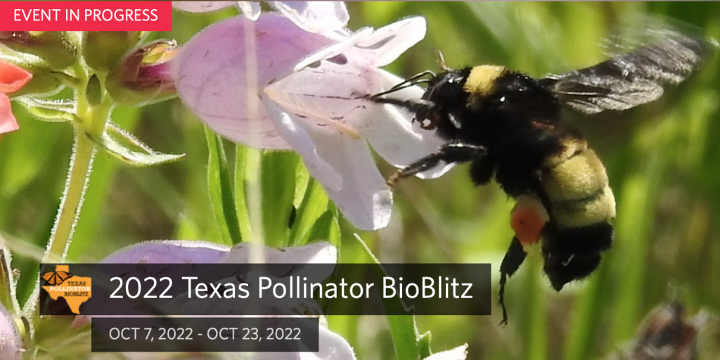 Like Honey But Afraid of Bees? The Texas Parks & Wildlife Dept. is Here to Help - Vimarsana News