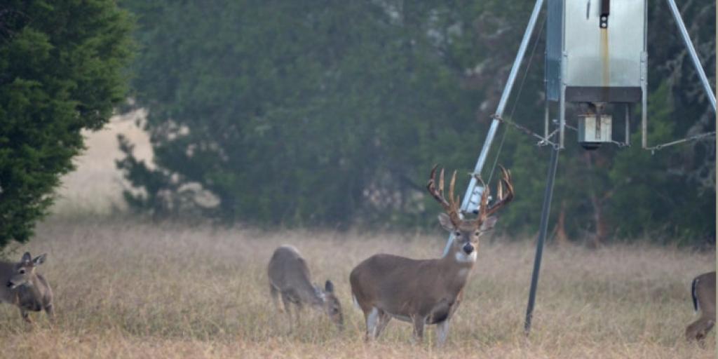 Drought Pushing Deer Closer to Feeders Heading into Hunting Season - Vimarsana News