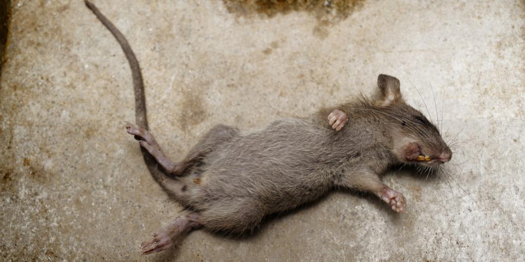 Angelo State in Hot Water for Killing Innocent Mice - Vimarsana News