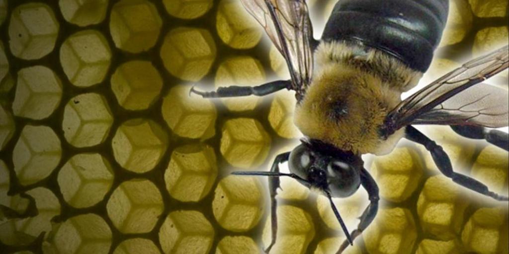 Eldorado Rancher Severely Injured in Bee Attack - Vimarsana News