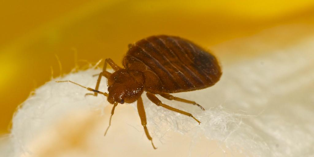 Local Bug Experts Notice Bed Bug Infestation Increase In San Angelo