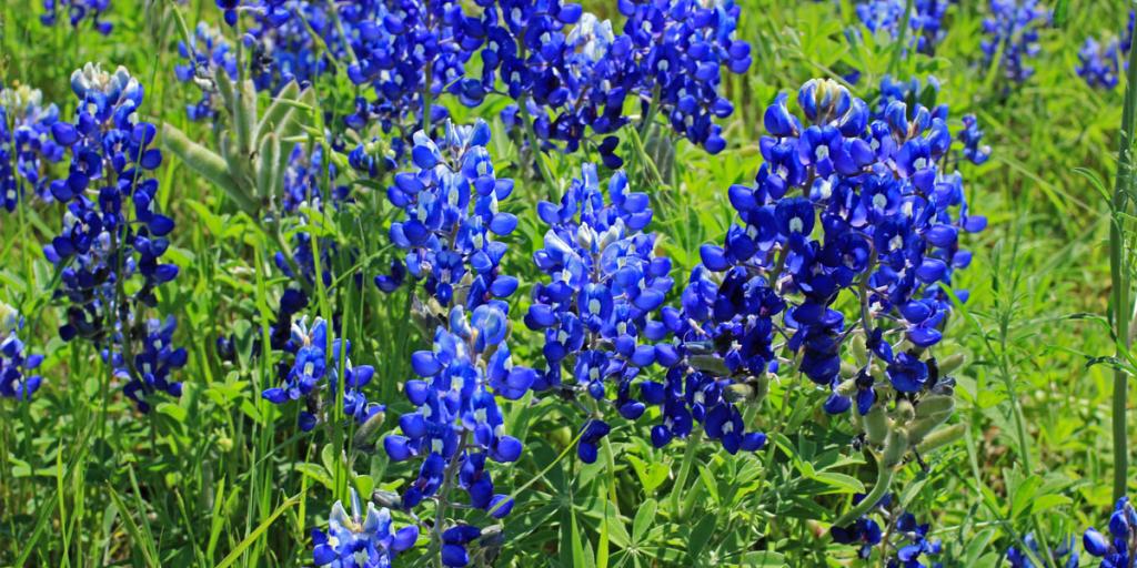 Texas Wildflowers Should Be Great This Spring - Vimarsana News